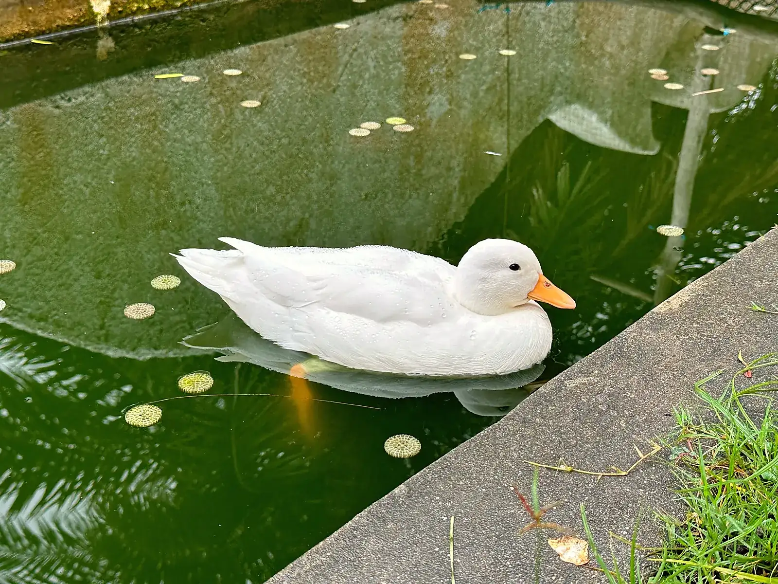 蛋鴨在池畔